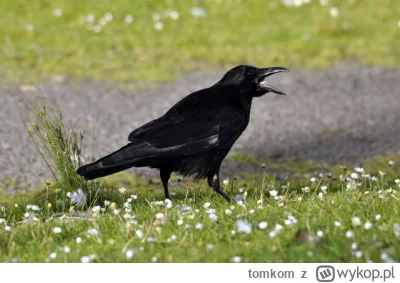 tomkom - Kra kra krach
#gielda