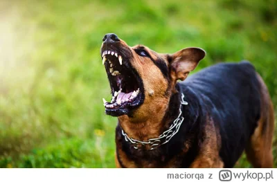 maciorqa - Wiecie co musi się stać, żeby politycy zmienili prawo w zakresie posiadani...