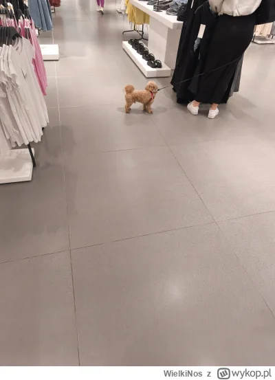 WielkiNos - >Wczoraj widziałem typiarę co maltańczyka na rękach do galerii wniosła......