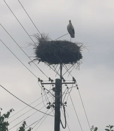 piromanu - @AnonimoweLwiatko: pięknie drogi Panie! Maz bociana w nagrodę. Tuż obok me...