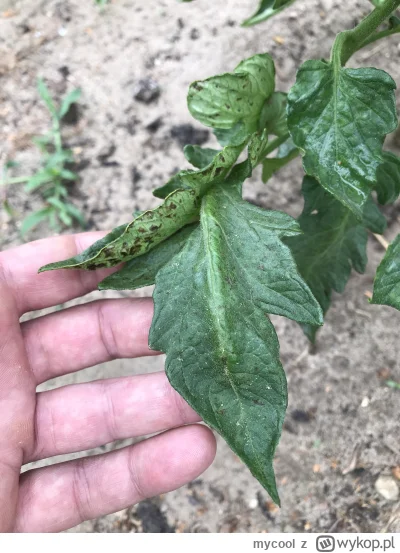 mycool - @Niewiemja od góry w sumie normalne. Widać tylko kilka plamek. Co to za nied...