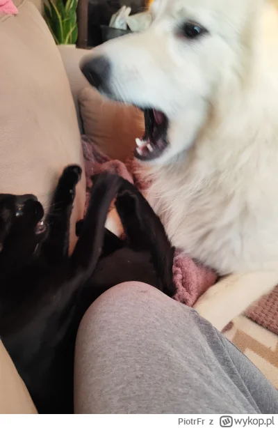 PiotrFr - Piesu nie zjadaj mnie 

#psy #koty #zwierzaczki