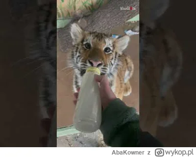 AbaKowner - @Neocaridina: