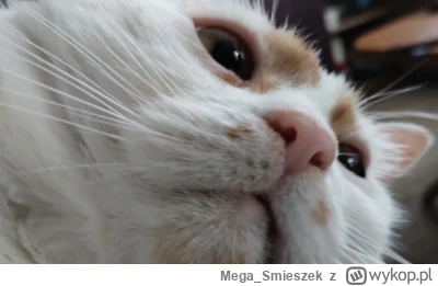Mega_Smieszek - Często macie tak, że sobie siedzicie i przychodzi do Was kotałek prze...