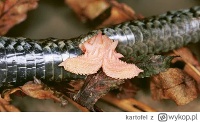 kartofel - Robię to ponieważ nikt nie pytał. Proszę Państwa oto penis węża.
#ciekawos...