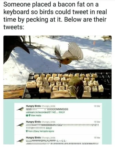 C.....U - https://x.com/hungry_birds

#ptaki #twitter