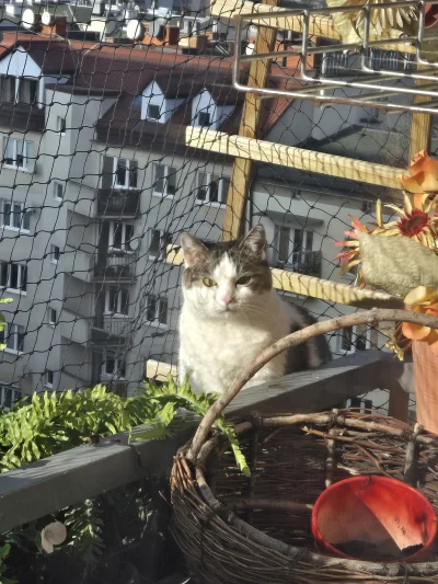 Solsith - @LimboNoir: robimy co możemy乁(♥ ʖ̯♥)ㄏ