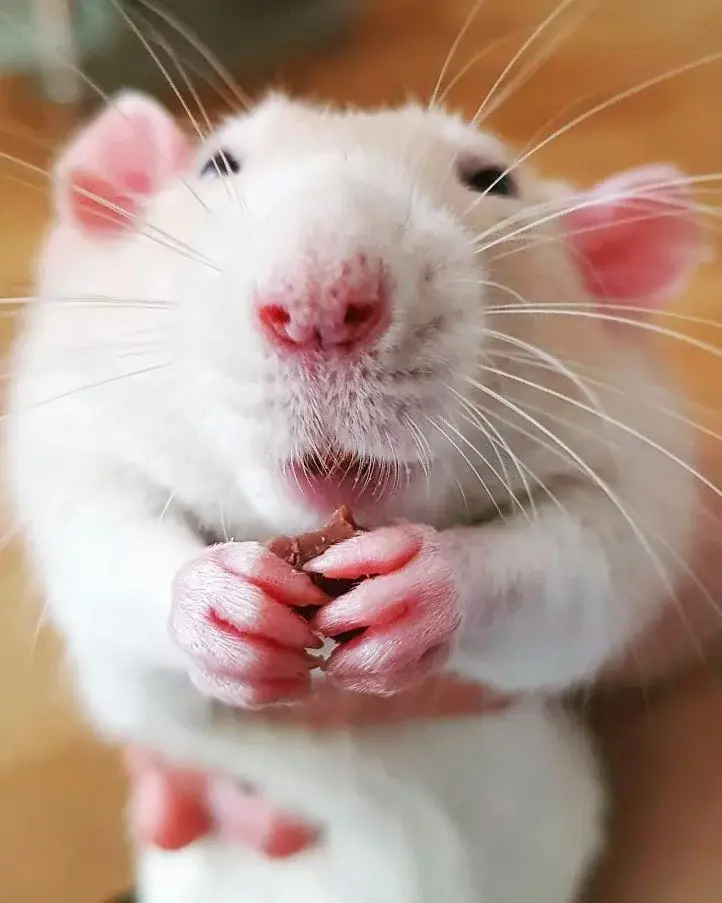 ossprime - @WitStwosz12: I od razu szczurek wesoły