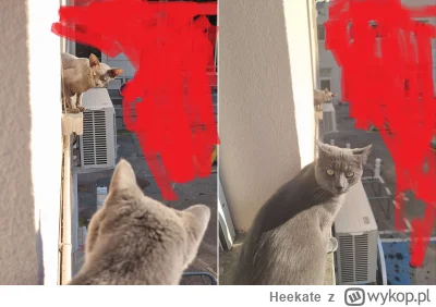 Heekate - Kot mojego brata zobaczył kota somsiada xD

#koty #heheszki #pokazkota #smi...