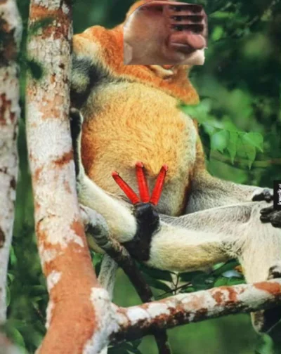 daktylewczekoladzie - #konkursnanajbardziejgownianymemznosaczem