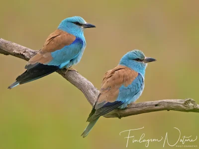 Lifelike - Kraska (Coracias garrulus) 
Głos
Autor
#photoexplorer #fotografia #ornitol...