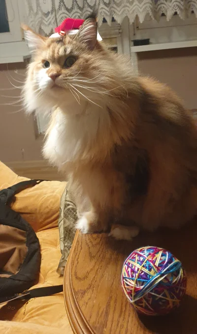 cutthroat - U mnie z prezentami w tym roku był święty mrumrał

#koty #pokazkota