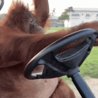 piSSowiec39 - @bellacavem: Cziki jako pilot z przodu jedzie.