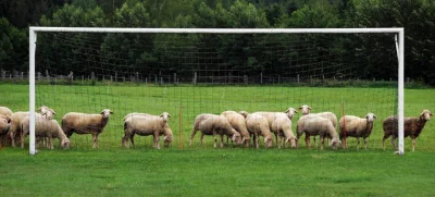 Lyonnais - choćby przyszło tysiąc Płachetów
I każdy zjadłby tysiąc kotletów,
I każdy ...