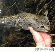 Cyslav - @SmutnyKot catfish