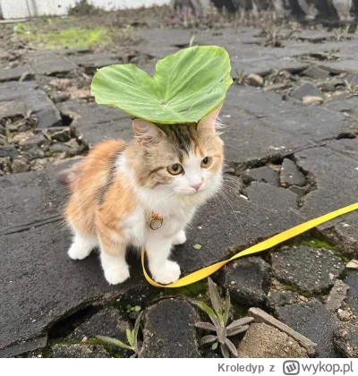 Kroledyp - kot z liściem na głowie