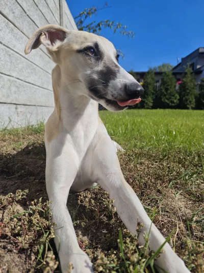 cavird - Pyszne mrówki, pierdzielić że wyrzygam je pięć minut później 
#pokazpsa  #wh...