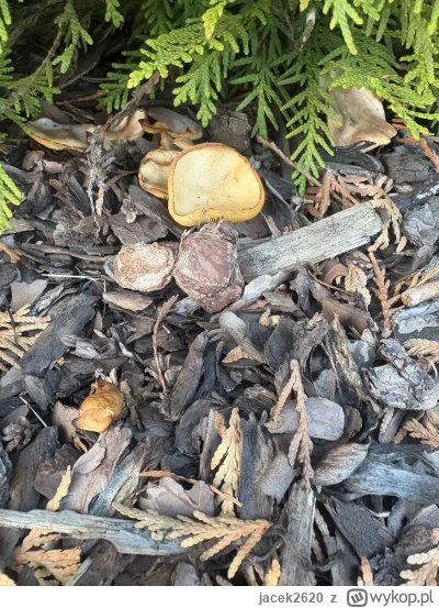 jacek2620 - @GARN są.