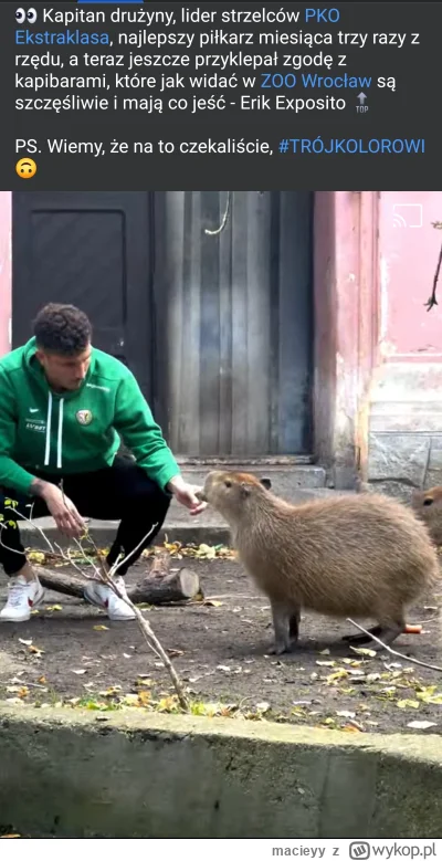 macieyy - Widzieliście, że despacito osobiście karmił kapibary we Wrocławskim zoo? Ko...