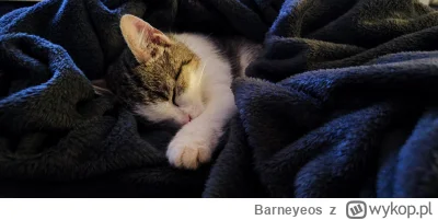 Barneyeos - #koty  #kitku #pokazkota #chwalesie 

Oto Mija proszę państwa! Kolejny ex...