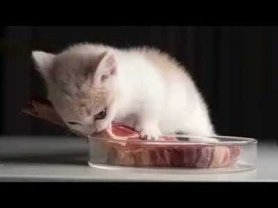 JunkyardKing - Właśnie dlatego płacę za internet:
SPOILER