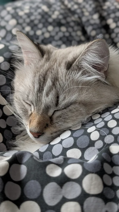 6poziomprokrastynacji - Jeszcze 5 minut i wstaje
#koty #pokazkota