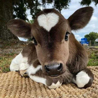 Arcyksienciuniu - przypominam o istnieniu czegos takiego jak cięlęcina so cute