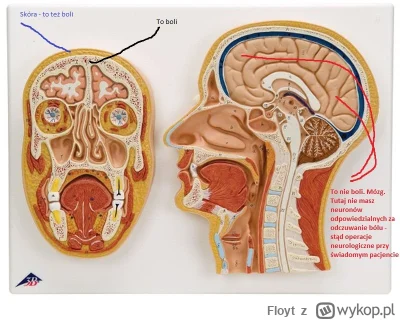 Floyt - @Itslilianka: Do usług