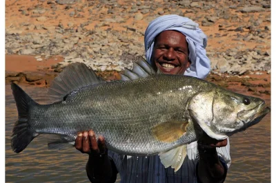 Loskamilos1 - Lates niloticus, rybka znana też jako okoń nilowy, zasiedla afrykańskie...