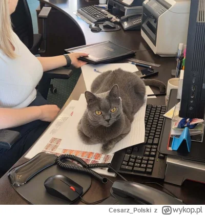 Cesarz_Polski - #kotekwrocek #wroclaw