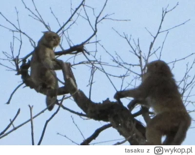tasaku - tajger wchodzi na drzewo ratować kota tego typu #bonzo