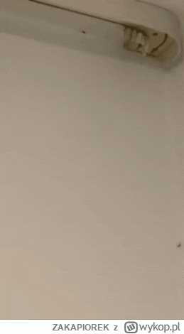 ZAKAPIOREK - ten skubaniec mieszka od około tygodnia u mnie i własnie przed chwilą go...