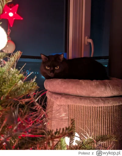 Polasz - #pokazkota 
Ah ta Fela :)