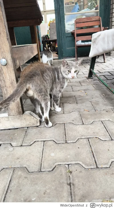 WideOpenShut - @xyz_xyz: to był długi proces z nim. Zanim trafił do domu był jeszcze ...