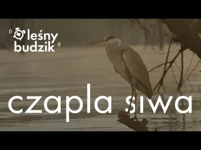 Lifelike - Czapla siwa (Ardea cinerea) 
Głos
Autor
#photoexplorer #fotografia #ornito...
