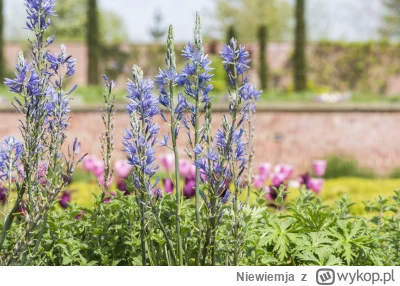 Niewiemja - Kamasja Quamash. W sumie ciężko coś znaleźć bo wszędzie piszą co innego x...