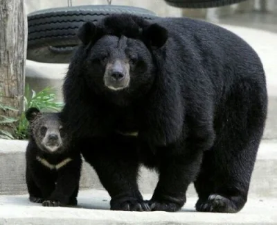 wfyokyga - Podał się do ojca