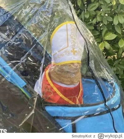 SmutnyKot - #dziwnekotki