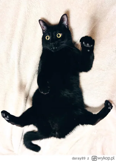 daray89 - #codziennykotopetany #dziwnekotki