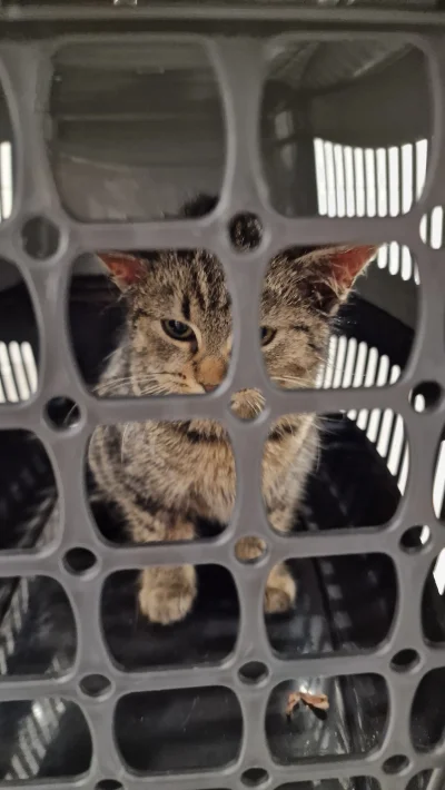 lowcapierdow - @lowcapierdow tutaj w drodze do weta pp złapaniu, 40 minut to trwało a...