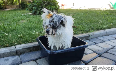 360obrot - @stal_zemsty i tez mam kunolisa