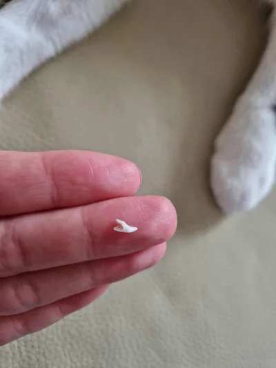 kolorowy_monochrom - Ząb kotu wypadł, ciekawe czy dostanie Purine  jak da pod legowis...