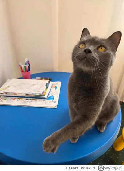 Cesarz_Polski - Do szkoły luje 
#kotekwrocek #wroclaw