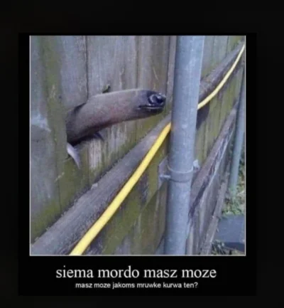 kapitannowakowskikolegamoimbyl - @Marek_Tempe: