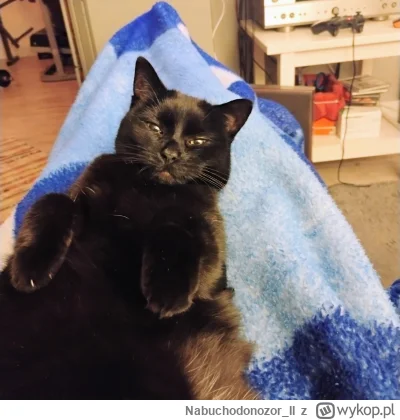 Nabuchodonozor_II - czasami lubię gdy ktoś mnie obserwuję...
#pokazkota #codzienniesp...