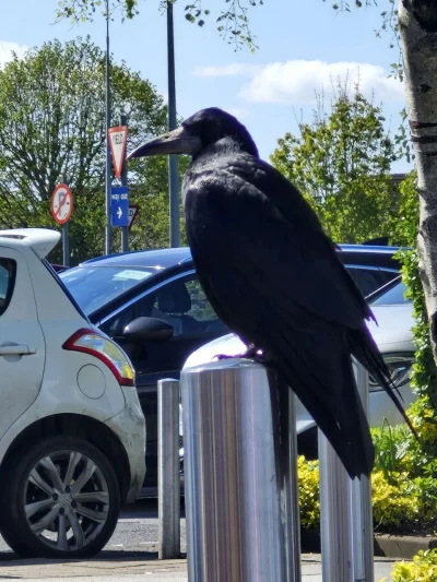 Corvus_Frugilagus - Dobranoc wszystkim i miłego poniedziałku życzę.