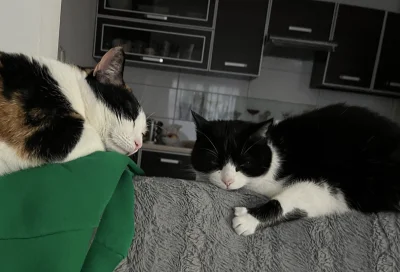 felixos - I ta se śpią … nieroby :) najlepiej na mojej bluzie 😀
#koty #pokazkota