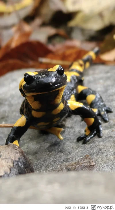 puginstug - @JednaRenkaJedenKaleka a pozdrawiam serdecznie, podejście na Czupel