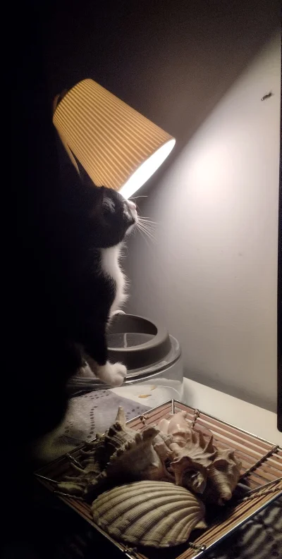 BlancheBarton - Zdjęcie pod tytułem: Belek i mucha
#pokazkota #fotografia