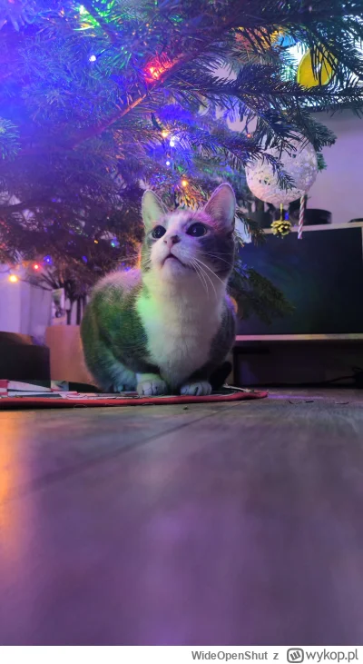 WideOpenShut - Mieczysław cieszący się choinką (｡◕‿‿◕｡)
#pokazkota #kot #smiesznekotk...